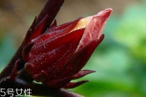 紅桃k果什么時候種 種植方法