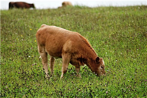 谷飼牛肉和草飼牛肉有什么區(qū)別