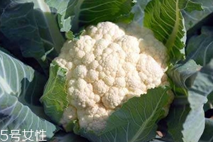 花菜怎么洗才干凈？一定要把蟲子洗掉