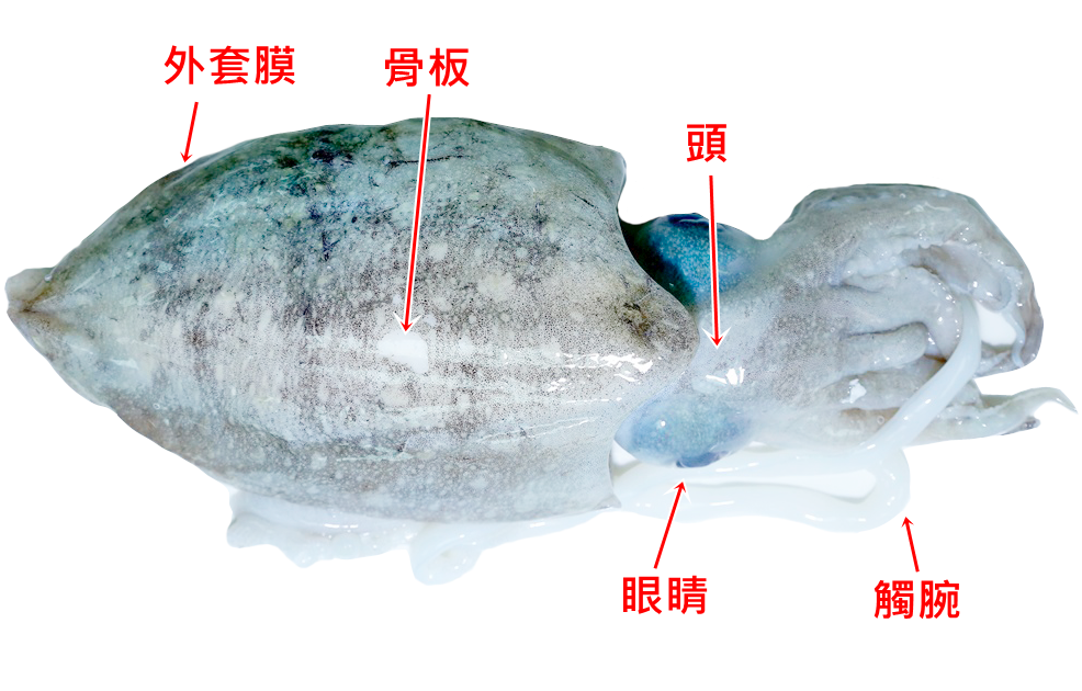 墨魚(yú)怎么處理才能清洗干凈