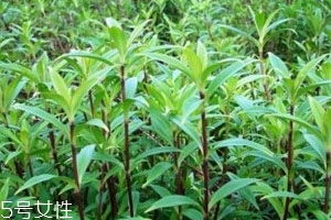 龍膽草多少錢(qián)一斤 大多在40到75元之間