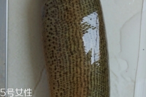 泥鰍是鯰魚嗎？泥鰍跟鯰魚不同