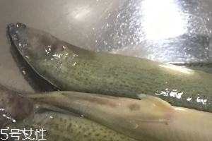 泥鰍會(huì)吃小魚嗎？這個(gè)是不會(huì)的