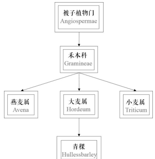 青稞是大麥嗎？青稞是小麥嗎