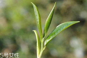 班章茶為何那么貴 班章茶是生茶貴還是熟茶貴