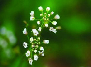 地菜花是什么菜？地菜花是熱性還是涼性