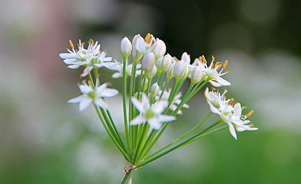 韭菜花多少錢一斤？韭菜花市場(chǎng)行情