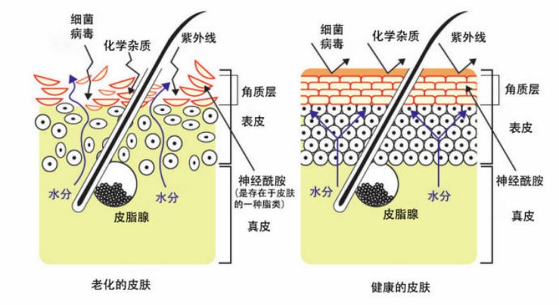 干性肌膚怎么抗皺 干性肌抗皺注意三點(diǎn)