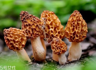 羊肚菌是發(fā)物嗎？羊肚菌屬于發(fā)物嗎？