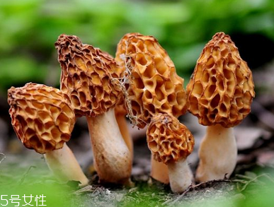 羊肚菌是什么顏色？羊肚菌是什么樣的