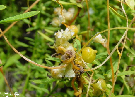 菟絲子可以泡酒嗎 菟絲子泡酒比例