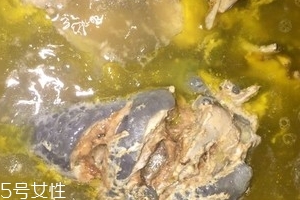 烏骨雞是烏雞嗎？烏骨雞是什么雞？