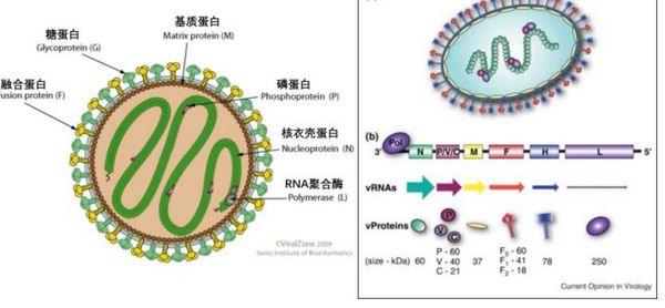 尼帕病毒是什么病 尼帕病毒怎么回事