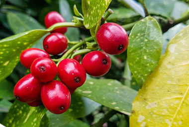 蔓越莓膠囊和維生素c能同時(shí)吃嗎？和維生素c同時(shí)吃會(huì)怎樣