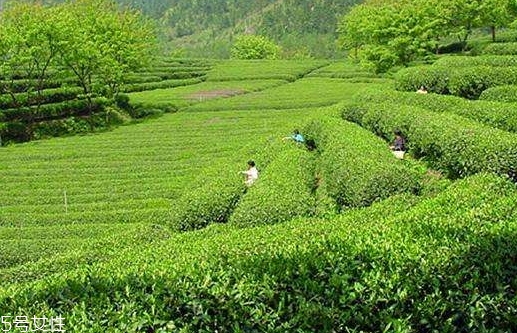 日照綠茶哪個牌子好？日照綠茶怎么辨別好壞