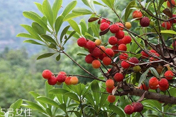 梅花是發(fā)物嗎？皮膚過敏的人能喝梅花茶嗎？