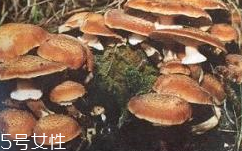 榛蘑是蘑菇嗎？榛蘑是什么蘑菇？