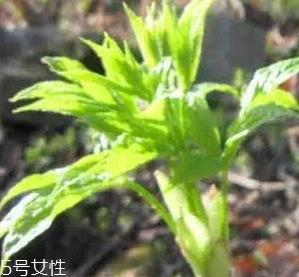 刺五加的好處 刺五加對人體有什么好處？