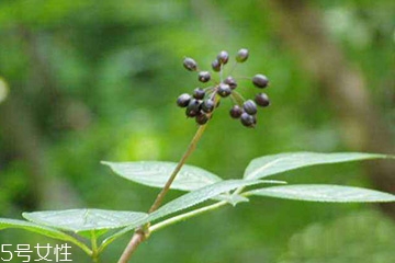 刺五加的繁殖方法 刺五加怎么種植