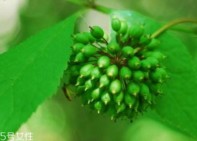 刺五加能不能做餃子餡？刺五加怎么做餃子餡？