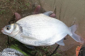 鳊魚是淡水魚還是海魚 鳊魚不是海魚