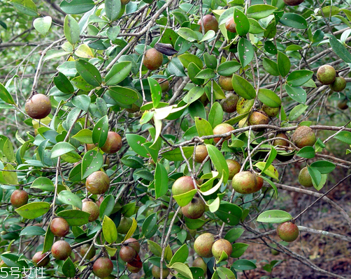 茶油會(huì)變質(zhì)嗎 這個(gè)是肯定的