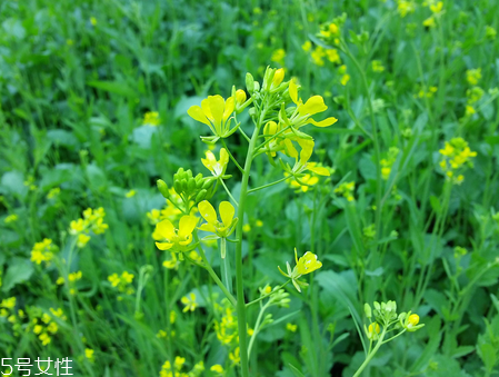 菜籽油是發(fā)物嗎 菜油很溫和