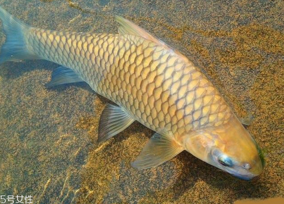 鯽魚(yú)是羅非魚(yú)嗎 淡水魚(yú)跟海魚(yú)