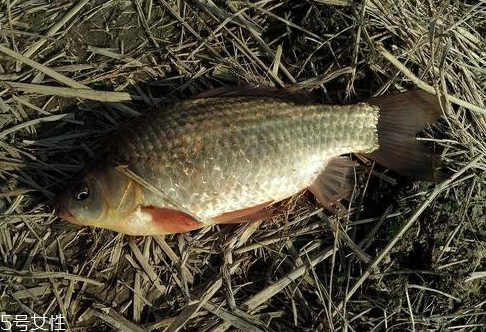 鯽魚是淡水魚嗎 淡水中長大