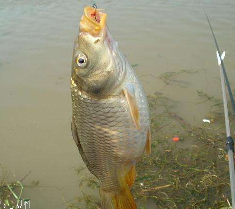 鯉魚為什么沒人吃 原來是這樣