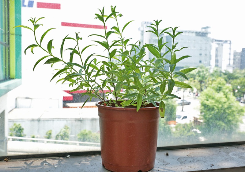 家里種什么植物可以驅(qū)蚊蟲 這些植物還能入菜