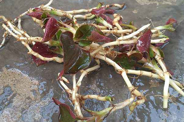 野生折耳根哪里能挖到？一次食用需控制在這個量