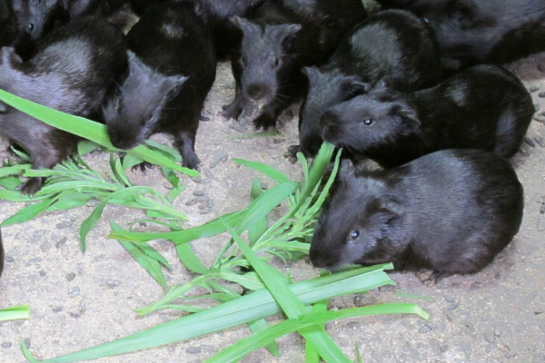 黑豚是什么動物？國家允許養(yǎng)殖的野生動物