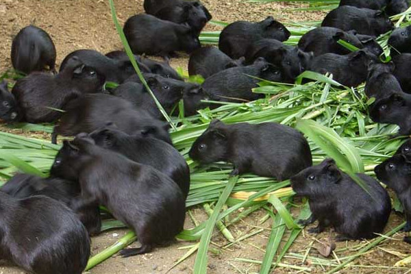 黑豚是什么動物？國家允許養(yǎng)殖的野生動物