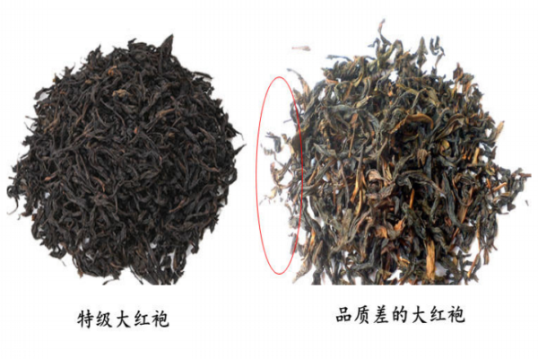 大紅袍茶葉形狀圖片 真假對比圖