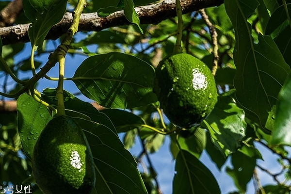 牛油果為什么那么貴 有幾個(gè)原因