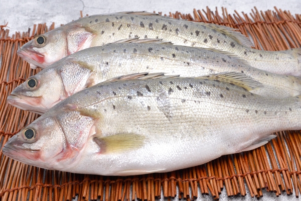 海鱸魚(yú)適合寶寶吃嗎 要好好處理