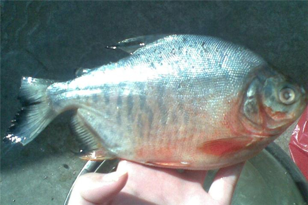 紅鯧魚(yú)是海魚(yú)嗎 生活在淡水中