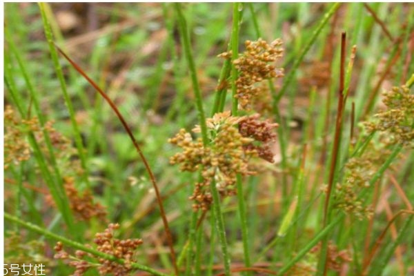 什么是燈芯草呢 燈芯草有什么價(jià)值呢