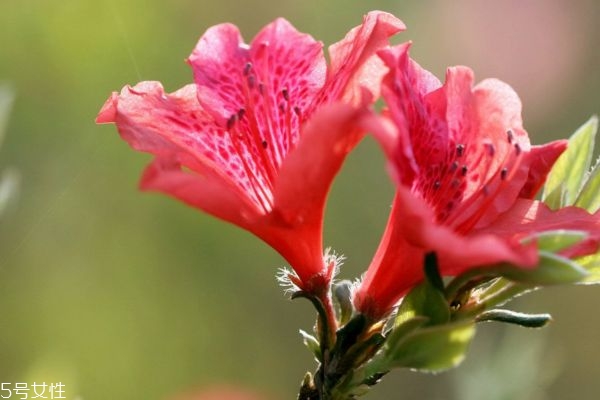 杜鵑花有什么作用嗎 杜鵑花生長(zhǎng)在什么環(huán)境里呢