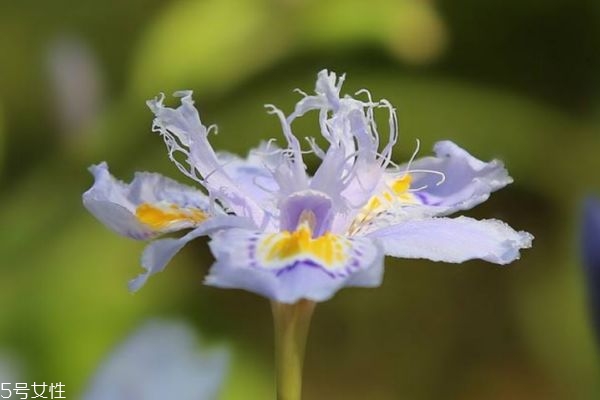 鳶尾花的花語(yǔ)是什么呢 鳶尾花多久澆一次水呢