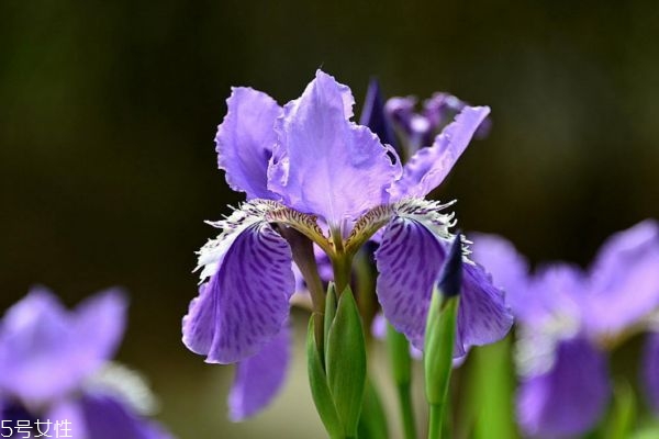 鳶尾花的花語(yǔ)是什么呢 鳶尾花多久澆一次水呢