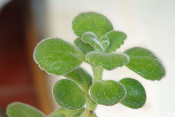 碰碰香是一種什么植物呢 碰碰香有什么價值呢