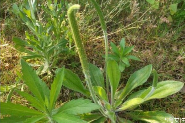 車前草是一種什么植物呢 車前草有什么作用呢