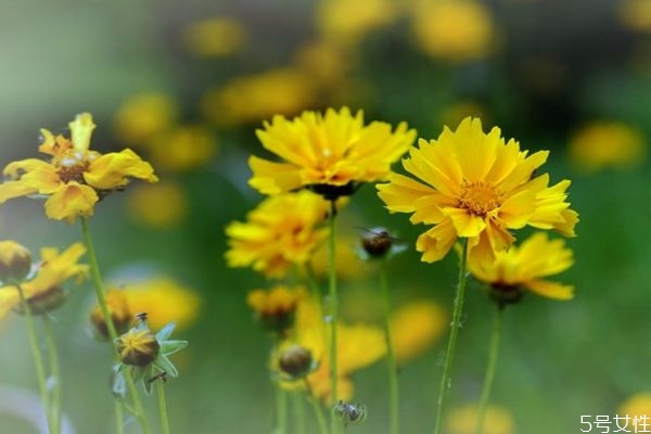 金雞菊的花語(yǔ)是什么呢 金雞菊的種植有什么注意的呢