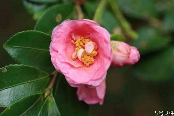 茶梅的花語是什么呢 茶梅的花期是什么時(shí)候呢