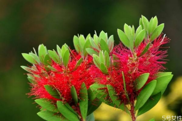 紅千層的花語(yǔ)是什么呢 紅千層的種植需要注意什么呢