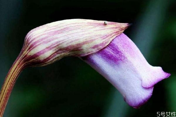 東野菰是一種什么植物呢 東野菰有什么作用呢