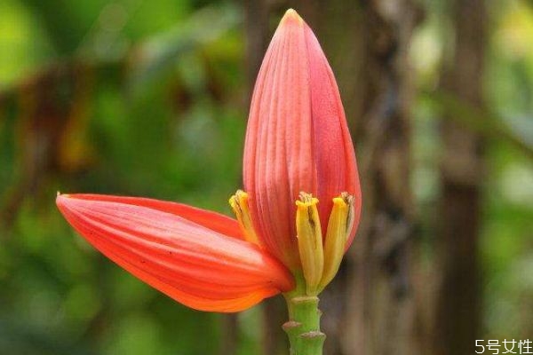 紅蕉的花語(yǔ)是什么呢 紅蕉的種植要注意什么呢