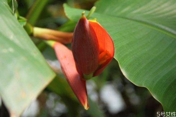 紅蕉的花語(yǔ)是什么呢 紅蕉的種植要注意什么呢